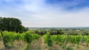 Tenuta Campo Al Mare